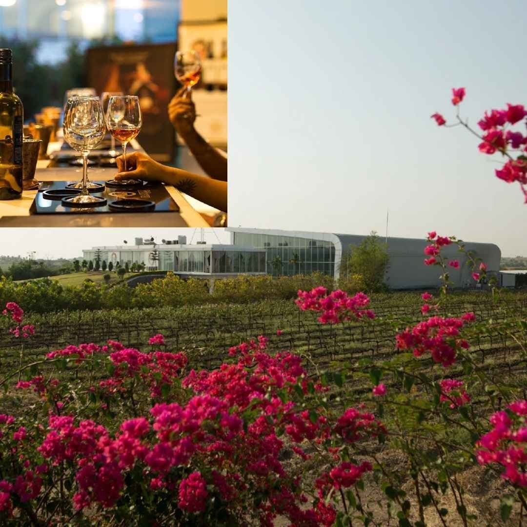 Fratelli Wines: India's Premium Wine Guide & Story